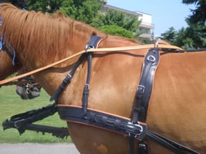 Zweispänner mit Brustblattgeschirren vor der Kutsche