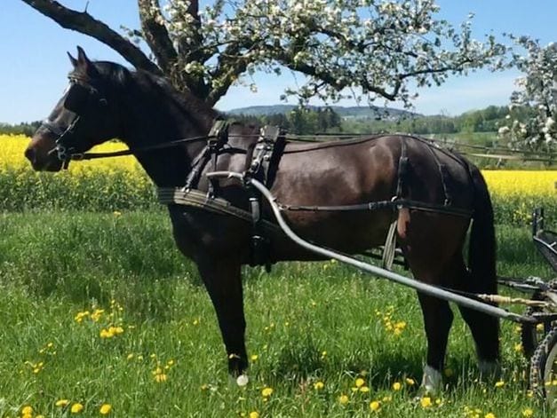 Einspänner-Marathongeschirr am Pferd vor der Kutsche
