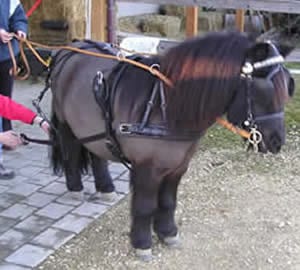 Import-Ponygeschirr