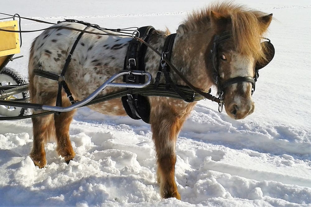 Einspänner-Pony-Marathongeschirr