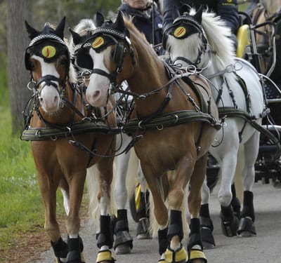 Vierspänner-Ponygespann mit Marathongeschirren