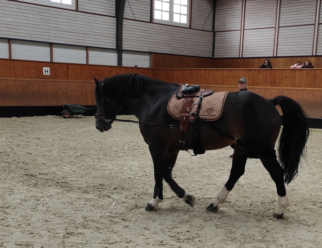 Training mit dem E & G Horsetrainer auf dem Platz