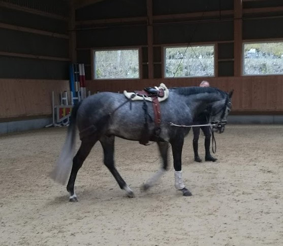 E & G Horsetrainer, Verschnallung im Detail