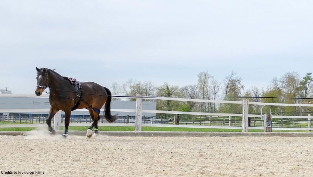 Pferd mit dem E & G Horsetrainer an der Longe