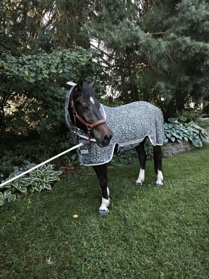 Pferd mit gemusterter Eskadron-Abschwitzdecke