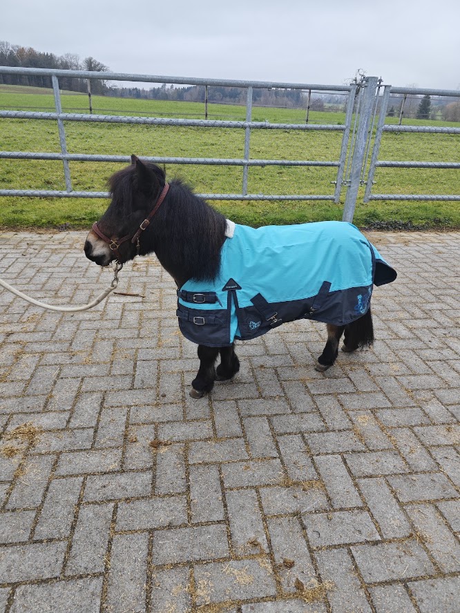 Shetlandpony mit türkiser Regendecke