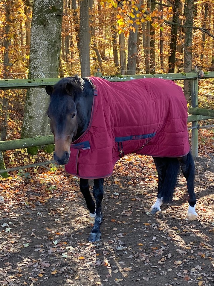 Pony mit weinroter Winterdecke im Herbstwald