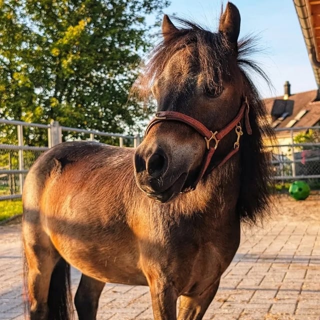 Avelino, Mini-Shetlandpony mit üppiger Mähne im Abendlicht