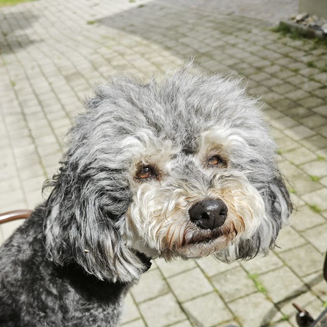 Chili, grau-weisser Hund mit lockigem Fell, schaut in die Kamera