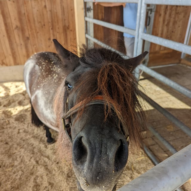 Jimmy, Shetlandpony, streckt die Nase neugierig in die Kamera